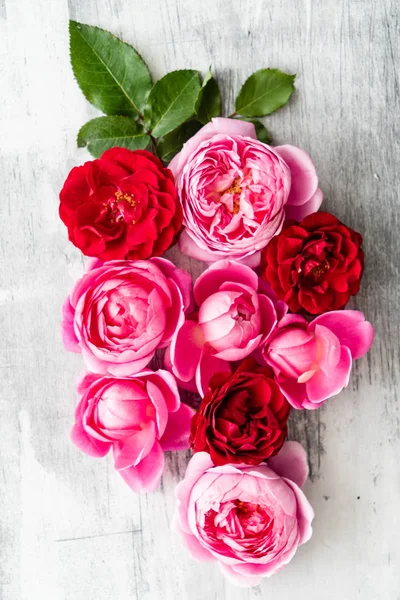 Nice Pink Roses Close — Stock Photo, Image