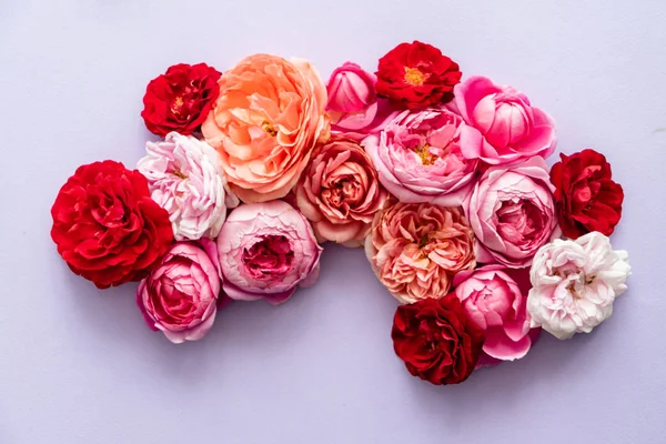 Красиві Рожеві Троянди Крупним Планом — стокове фото