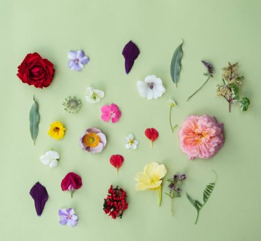 güzel yaz çiçek, arka plan