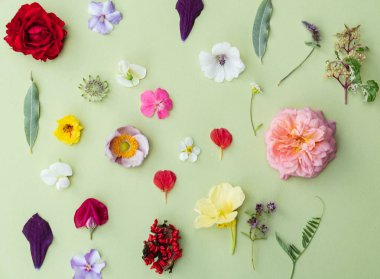 güzel yaz çiçek, arka plan