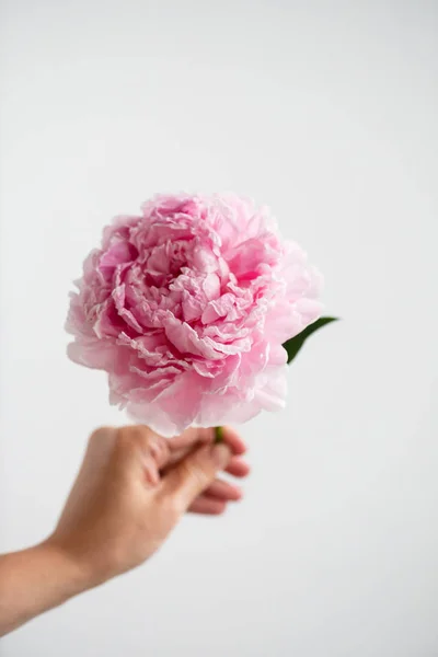 Nice Peony Hand Close — Stock Photo, Image