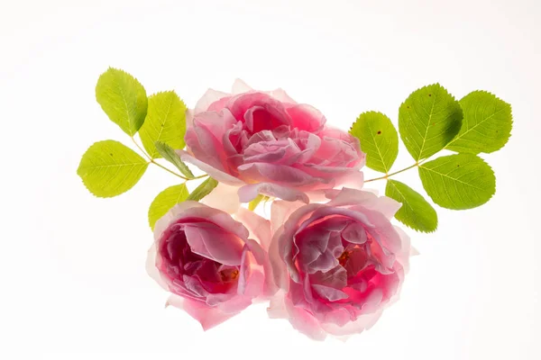 Rosas Cor Rosa Fundo Branco — Fotografia de Stock