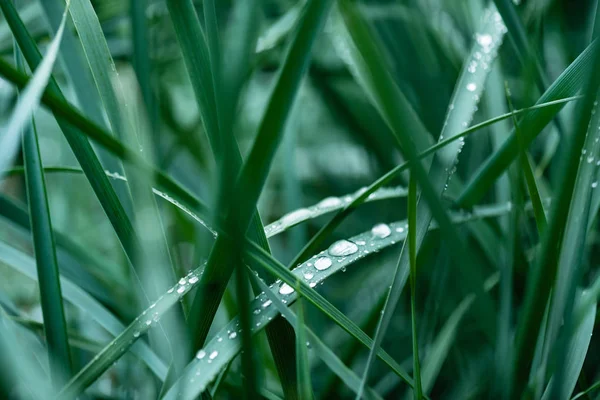 Gras Met Waterdruppels Close — Stockfoto