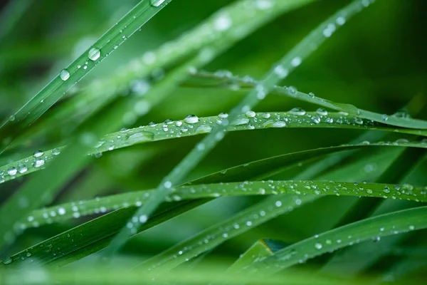 Gras Met Waterdruppels Close — Stockfoto