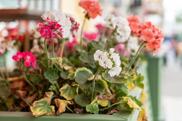 Fiori Geranio Vicino — Foto Stock