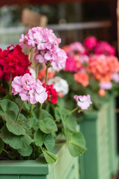 Geranienblüten Aus Nächster Nähe — Stockfoto