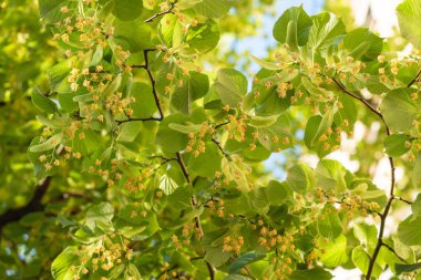 ıhlamur çiçek yakın çekim