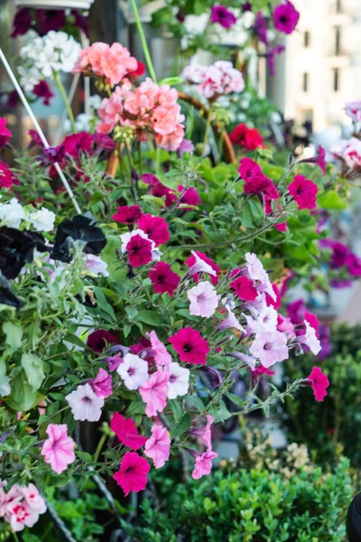Квітковий Магазин Квітами — стокове фото