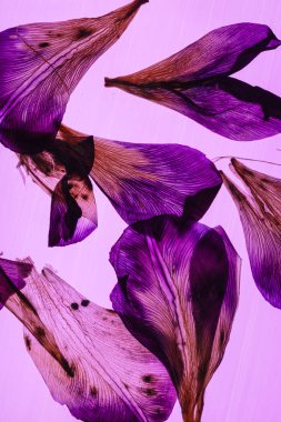 Pembe arka planda iris yaprakları