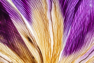 Iris yaprakları yakın çekim