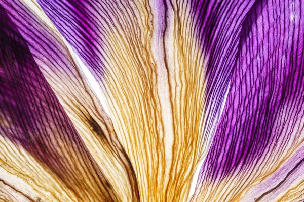 Iris Petals Close — Stock Photo, Image