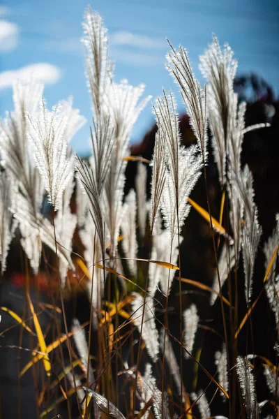 Decorative Grass Garden — Stock Photo, Image