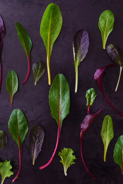 Baby Salad Leaves Close — Stock Photo, Image