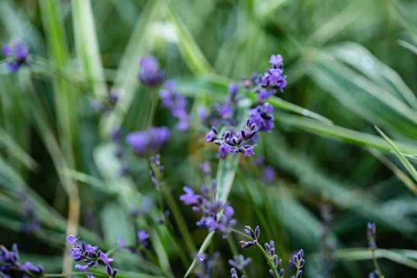 ラベンダーの花を閉じて — ストック写真