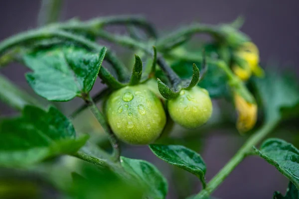 green tomatoes with leaves, close up