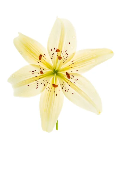 Lilje Blomst Isoleret Nærbillede - Stock-foto