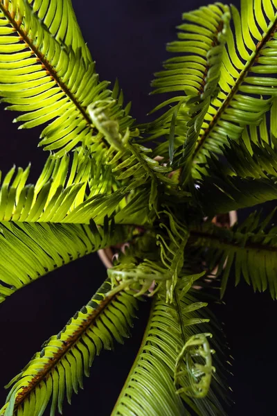 Siyah Arka Plan Üzerine Palmiye Yaprakları — Stok fotoğraf