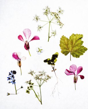 Beyaz üzerine kuru çiçekler