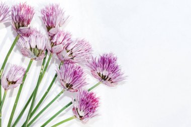 beyaz soğan çiçekler