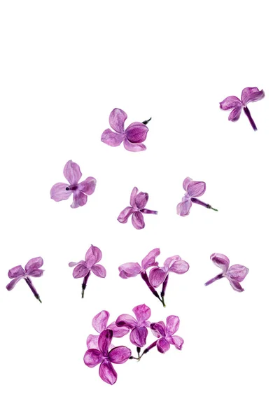 Lila Virágok Elszigetelt Közelről — Stock Fotó