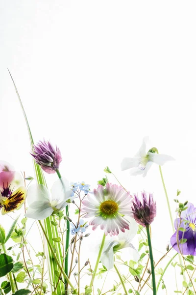 Ανοιξιάτικα Λουλούδια Λευκό Κοντινό Πλάνο — Φωτογραφία Αρχείου