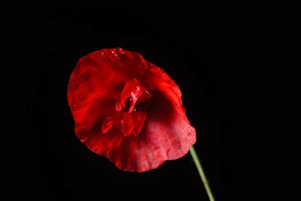 Flor Papoula Fundo Preto — Fotografia de Stock