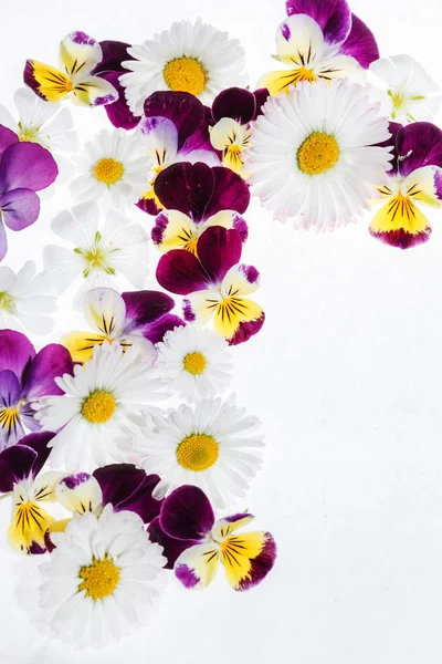 Pansies Flowers White — Stock Photo, Image