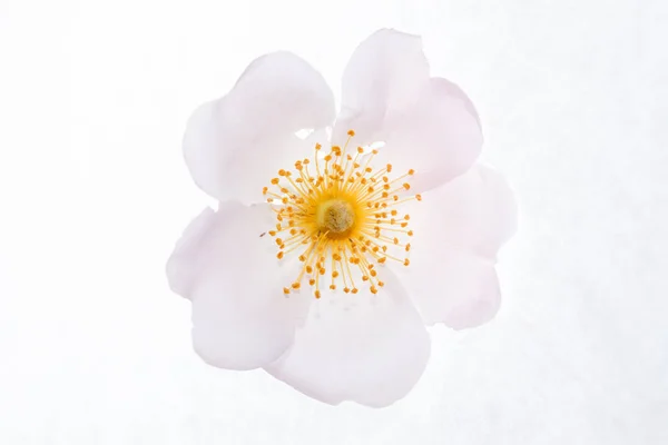 Rosa Selvatica Sul Bianco — Foto Stock