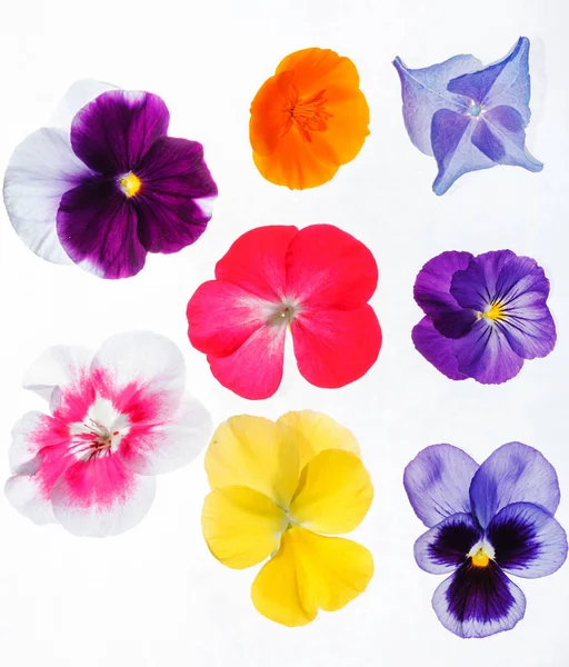 Pansy Blommor Vita — Stockfoto