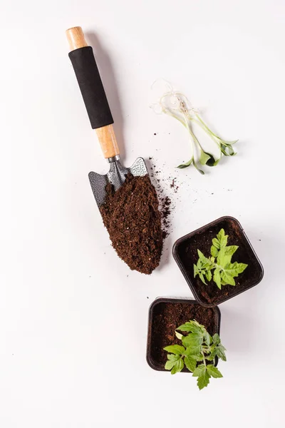 Young Tomato Seedling Clay Pots — Stock Photo, Image