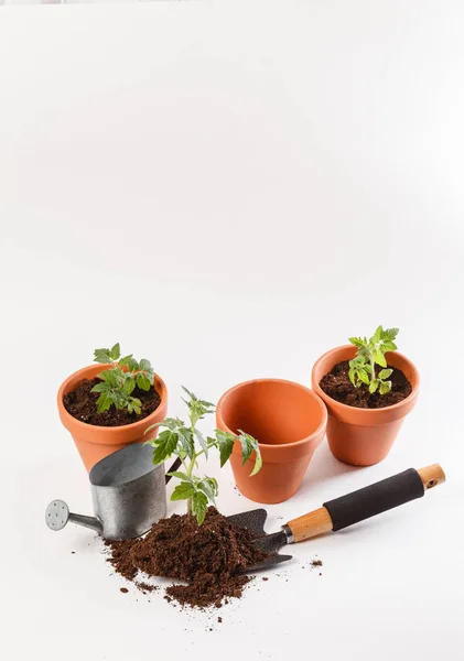 Young Tomato Seedling Clay Pots — Stock Photo, Image