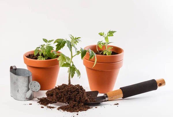 Planta Cultivada Sementes Tomate Jovem Uns Potes Barro — Fotografia de Stock