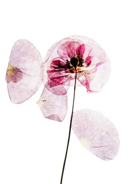 押し花写真素材 ロイヤリティフリー押し花画像 Depositphotos