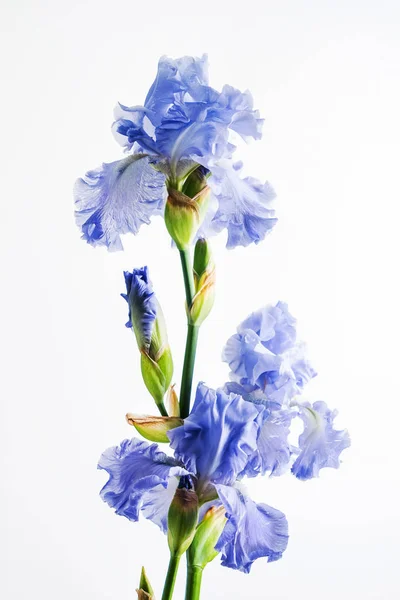 Iris Isoliert Auf Weiß Nahaufnahme — Stockfoto