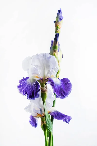 Iris Białym Tle Białym Bliska — Zdjęcie stockowe