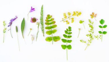 Beyaz arka plan doğa kompozisyonu