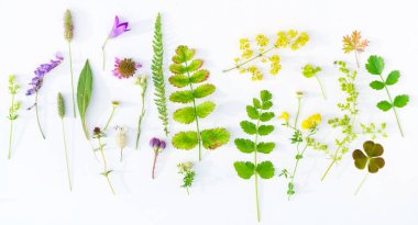 Beyaz arka plan doğa kompozisyonu