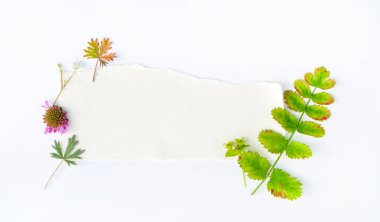 Beyaz arka plan doğa kompozisyonu