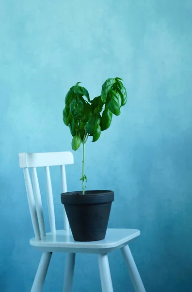 Basil Pot Growing — Stock Photo, Image