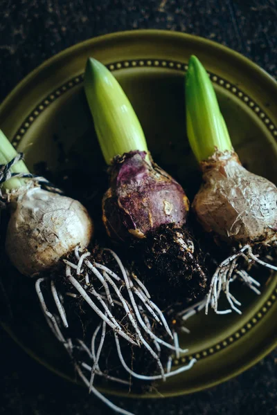 Bulbos Jacinto Primavera Cerca —  Fotos de Stock