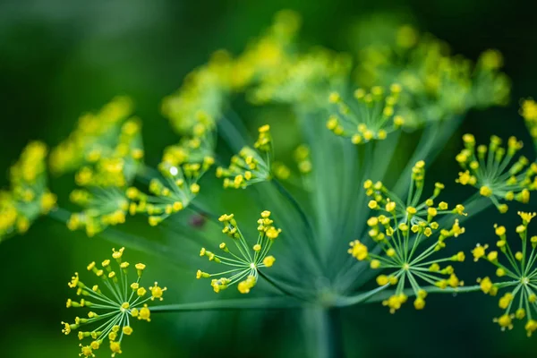 Close Blooming Dill Flowers Kitchen Garden Photo — Stock Photo, Image