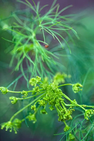 Close Blooming Dill Flowers Kitchen Garden Photo — Stock Photo, Image