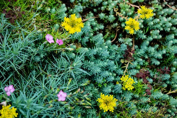 Květiny Zahradě Flora — Stock fotografie