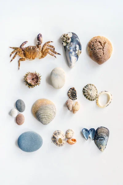 Collection Seashells Close — Stock Photo, Image