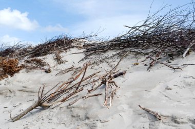 Yaz Baltık Denizi. Doğa