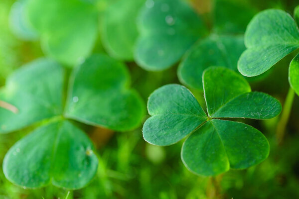 Clover Leaves for Green background with three-leaved shamrocks.Patrick 's day holiday symbol. - Icession
