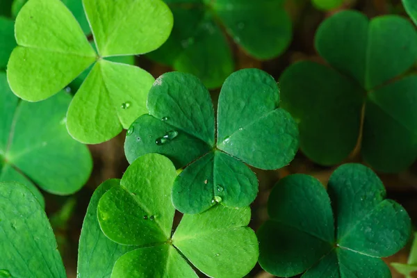 Hojas Trébol Para Fondo Verde Con Tréboles Tres Hojas Símbolo — Foto de Stock