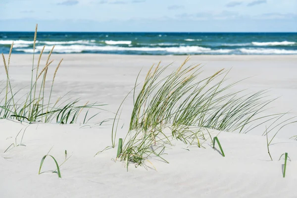 Estate Mar Baltico Natura — Foto Stock