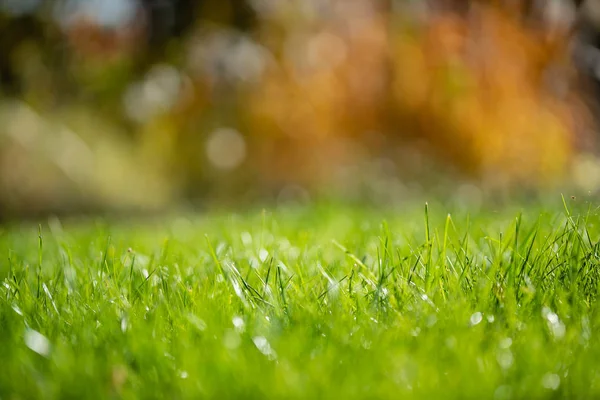 Parlak bahar çim sahası ile güneş ışığı bokeh arka plan