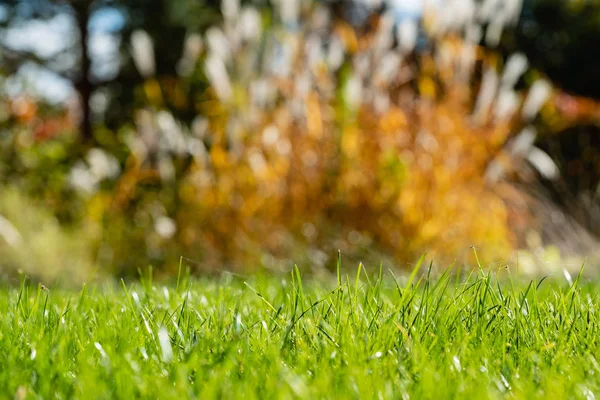 Parlak bahar çim sahası ile güneş ışığı bokeh arka plan